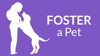 Foster a pet child and dog
