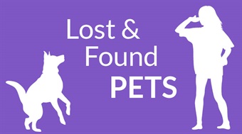 Lost & Found pets with dog playing ball with a person