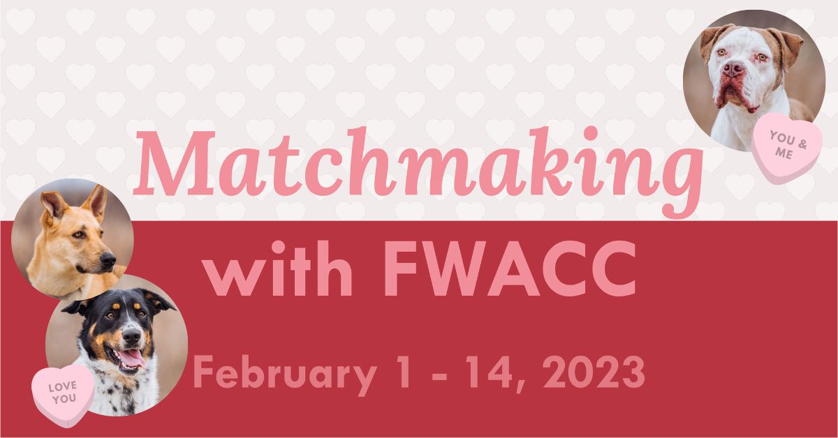 acc-matchmaker-event-cover.jpg