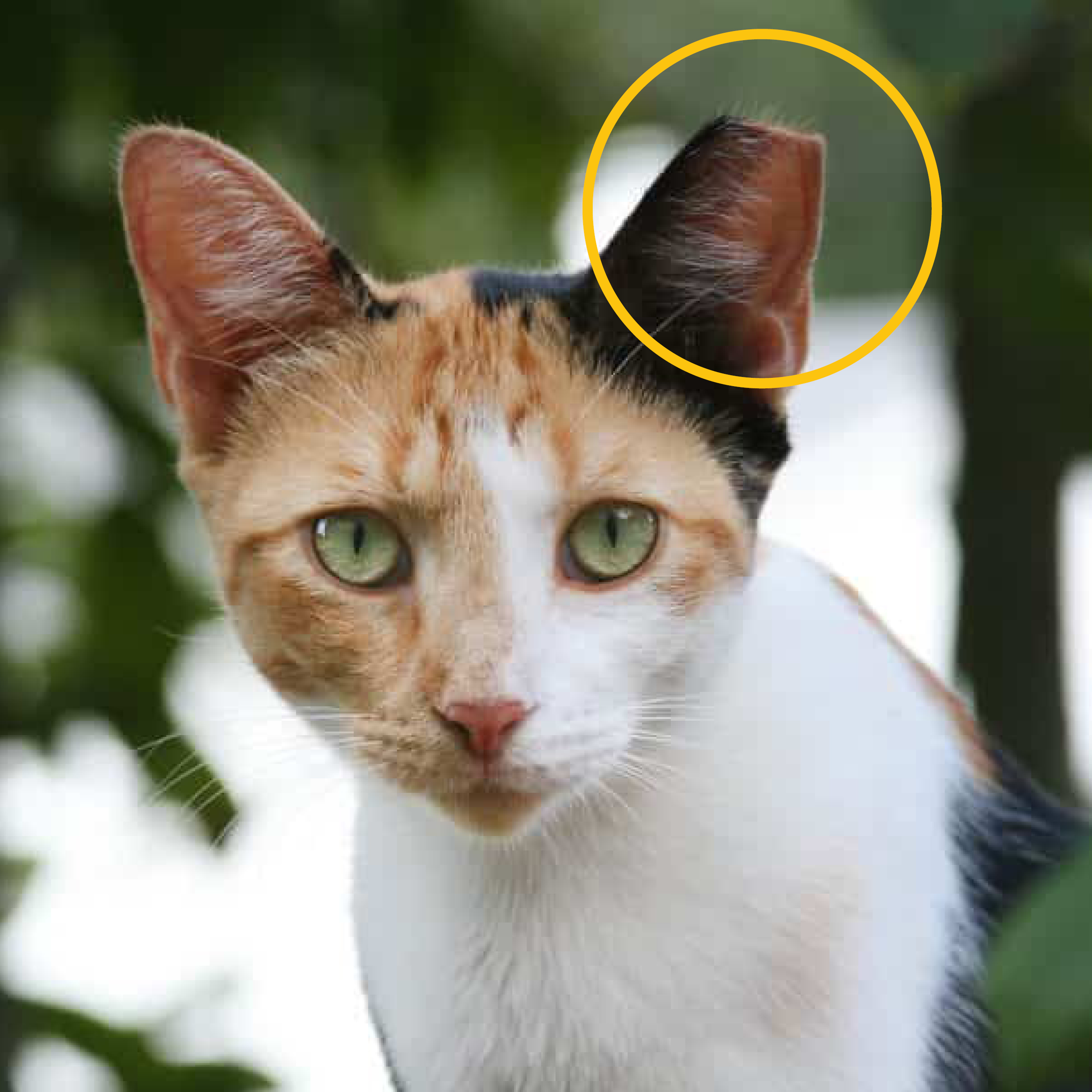 animal-shelter-community-cats-tnr.jpg