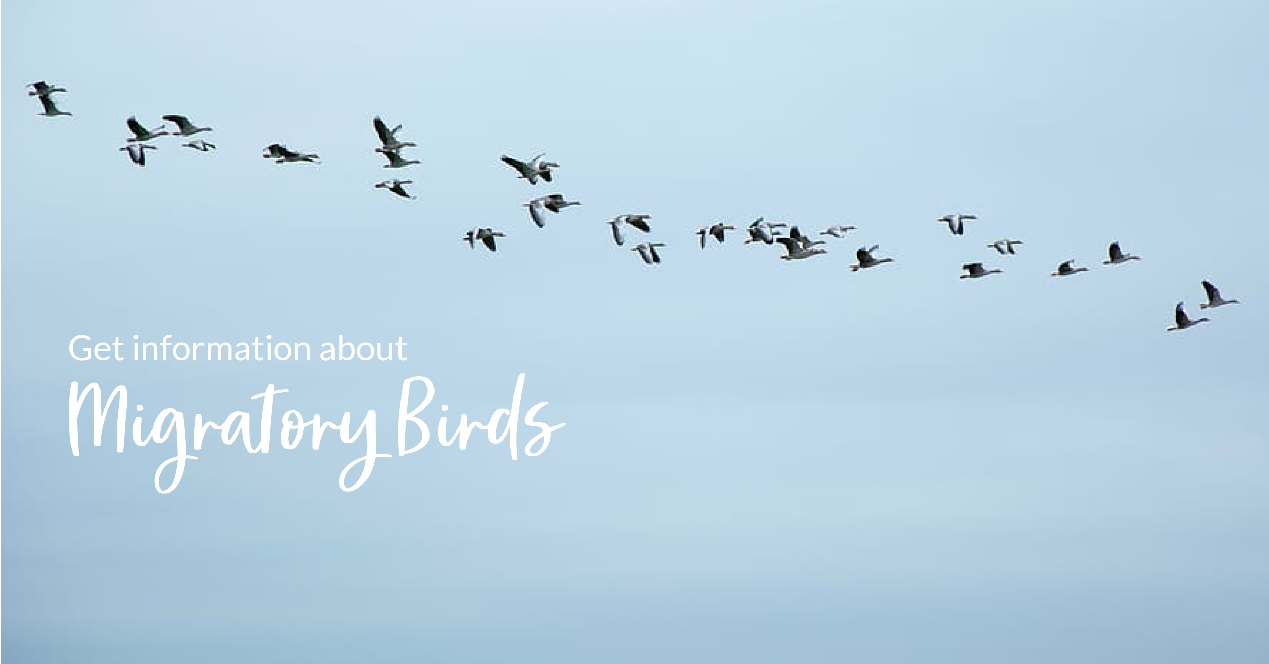 Migratory birds flying in sky