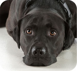 Animal icon button showing dog laying down
