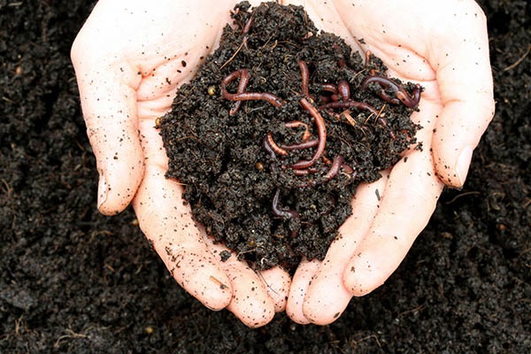 dirt worms