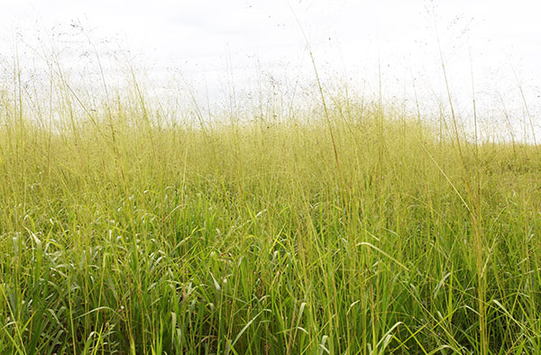 High Grass on Private Property