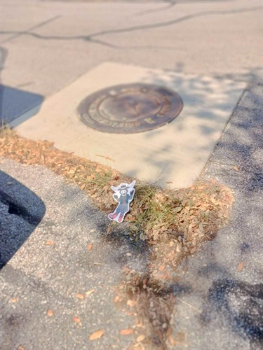 Molly shows leaves around drainage manhole