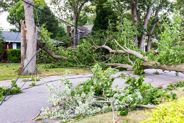 Tree Trunk Removal