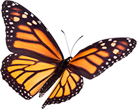 butterfly