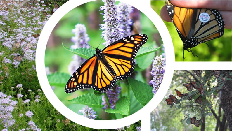 monarch-image.jpg