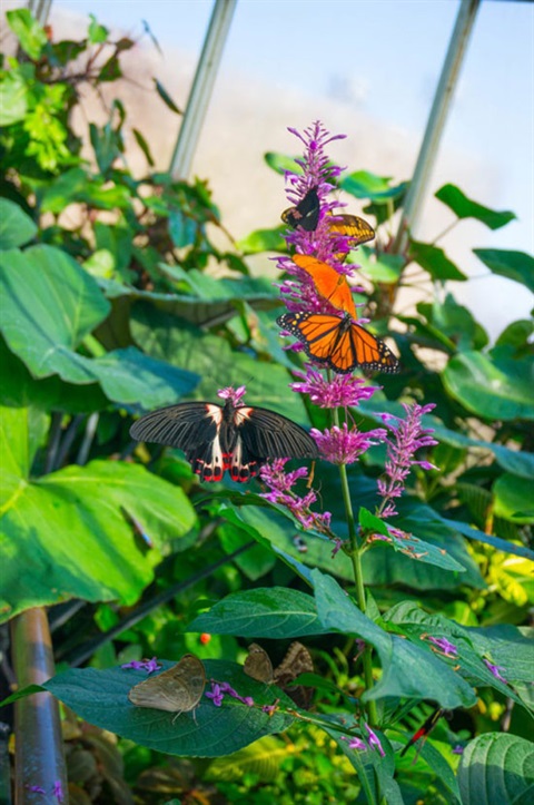 a butterfly in a plant