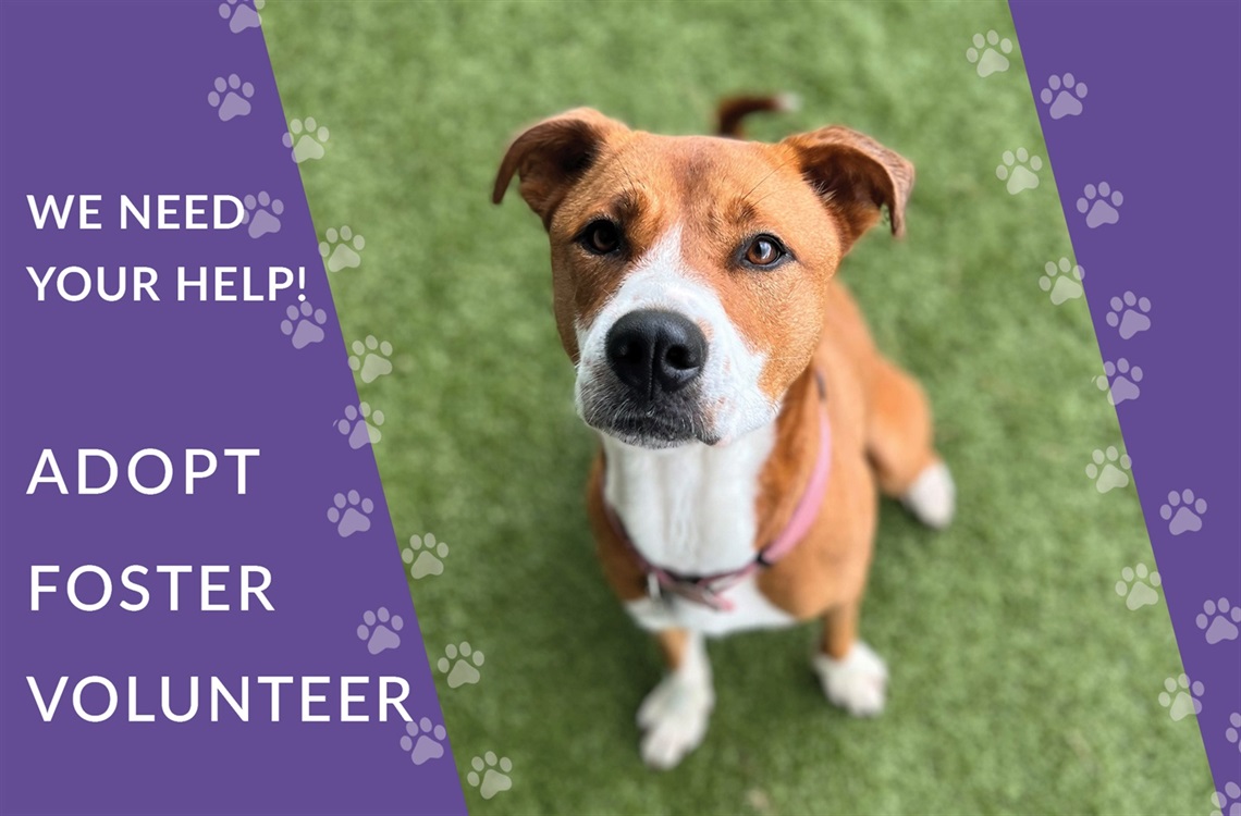 How to help shelter pets: adopt, foster, volunteer, donate – Welcome to the  City of Fort Worth