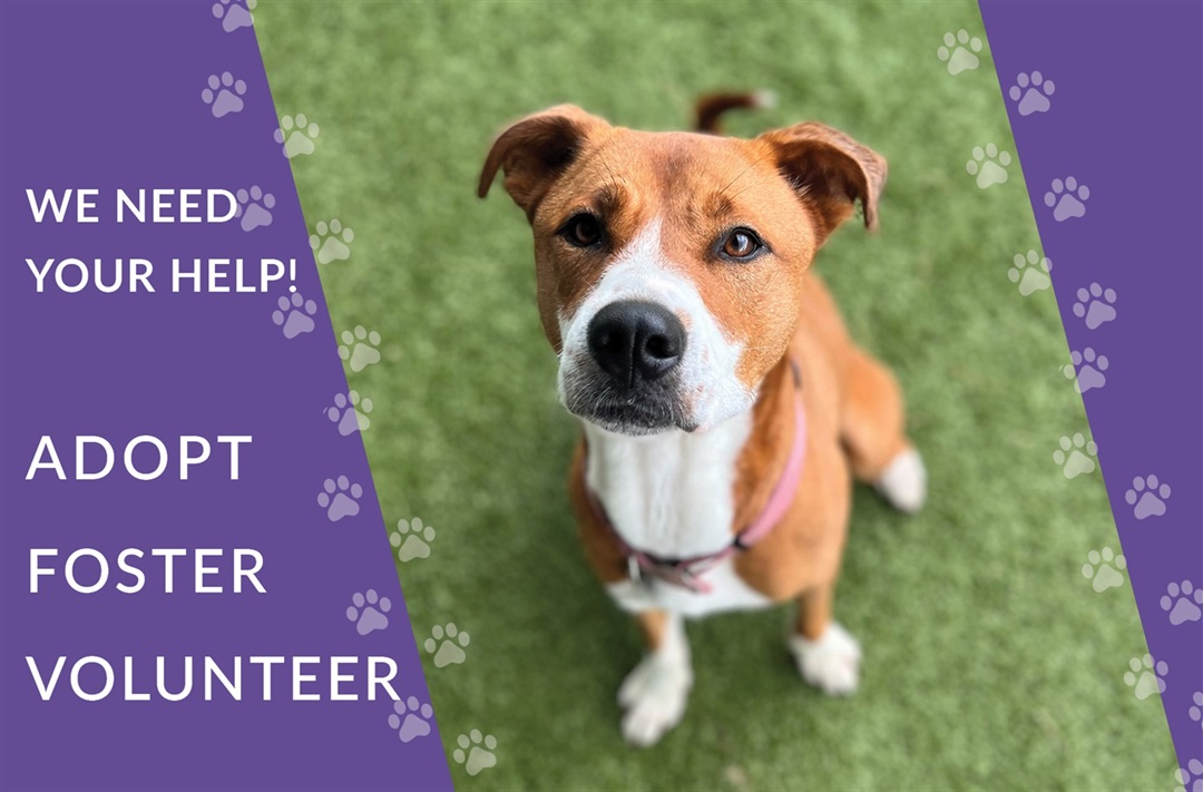 How to help shelter pets: adopt, foster, volunteer, donate – Welcome to the  City of Fort Worth