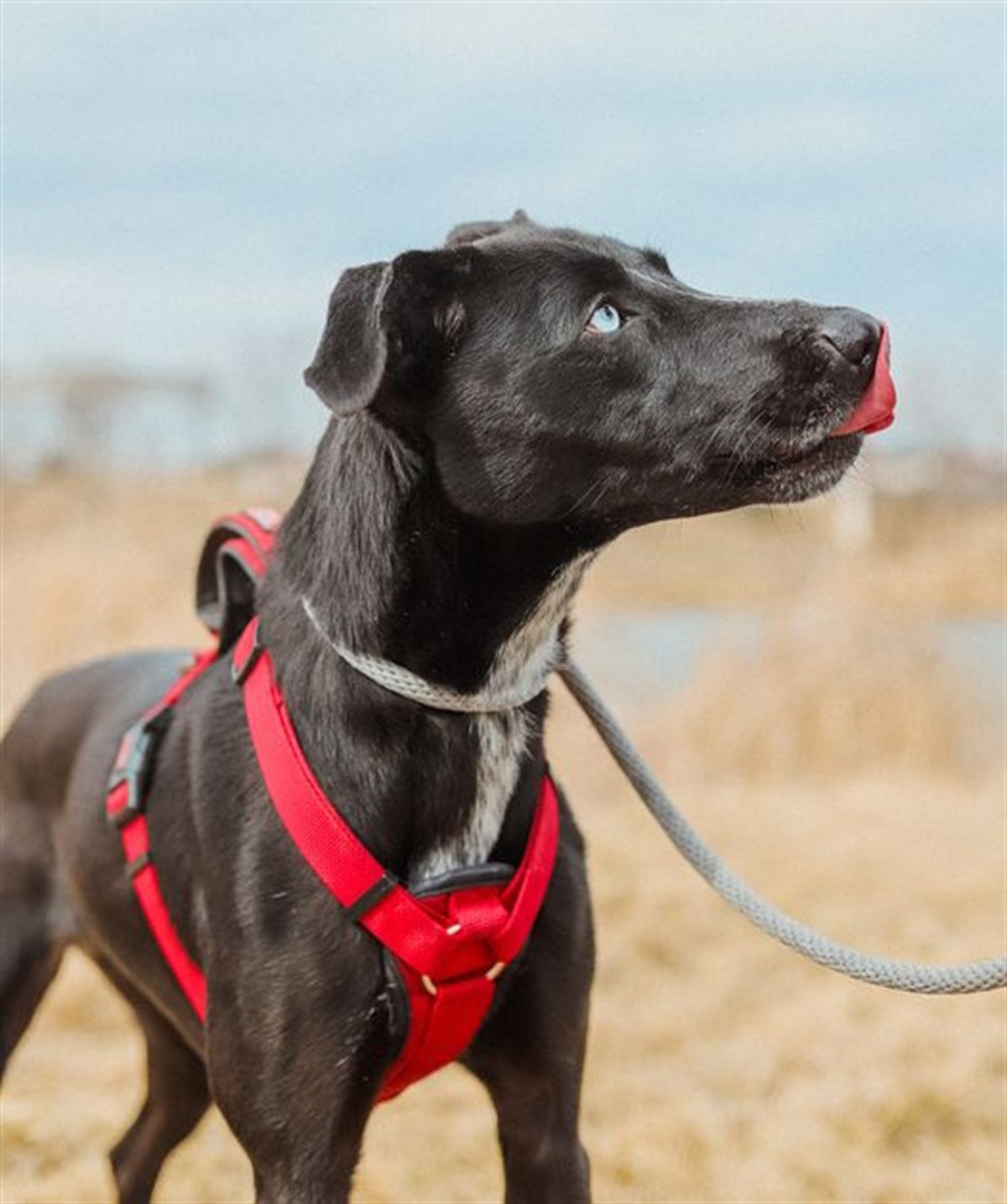 PetSmart Dog Food Return Policy 2022 (Opened + No Receipt)
