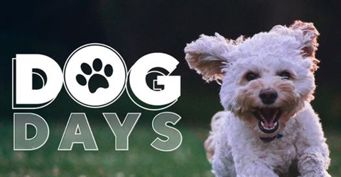 the dog days promo, featuring a running poodle