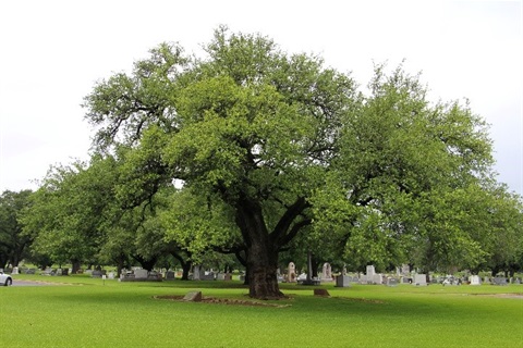 a large tree in a cemetry