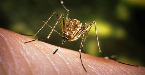 a stock image of a mosquito