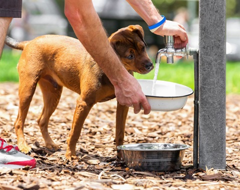 someone filling a puppy's water bowl while the puppy looks on