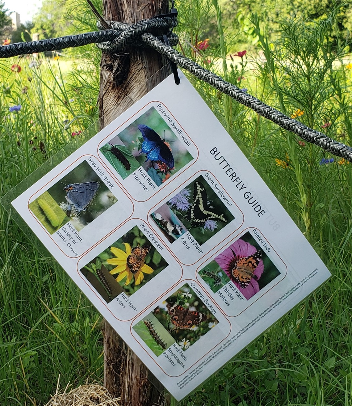 butterfly guide.jpg