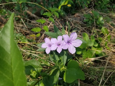 Hairy ruellia