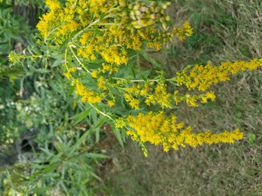 Goldenrod