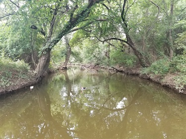 Whites Branch Creek