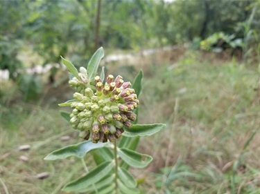 Wand milkweed