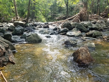 Whites Branch Creek