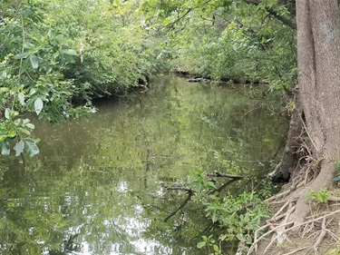 Whites Branch Creek