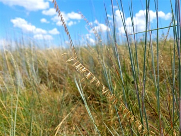 Sideoats gramma