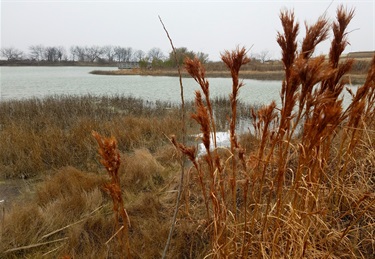 Ice Storm