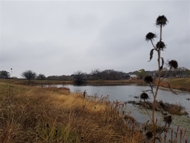 Maximilian sunflower on the bank of the pond on a warm winter day