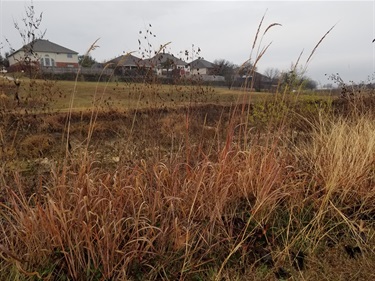 Indiangrass is remnant prairie protecting the bank of the creek from erosion.