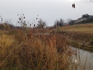 Native grasses (bushy bluestem) and forbs (rattlepod, cattails, baccharis) line the stream; protecting the bank from erosion.