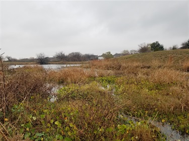 Wetland habitats are difficult to find in urban areas, but this pond has a good diversity of wetland plants that support fish, dragonflies and other wildlife species.