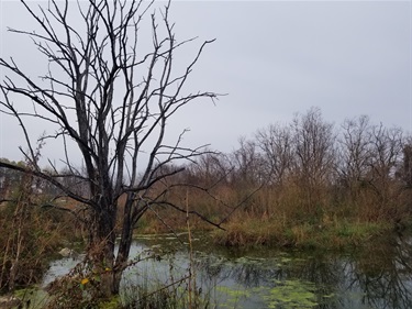 A tree snag (standing dead tree) offers wildlife habitat in this wetland teaming with life.