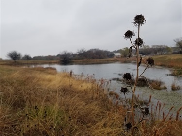 Maximilian sunflower towers over the wetland.