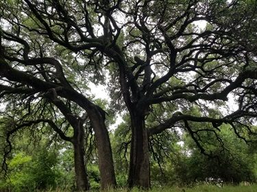 Goat Island