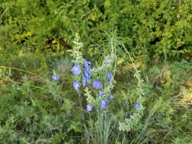 Giant blue sage