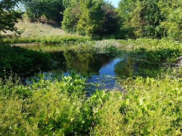 Wetland