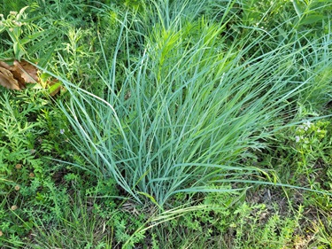 Quail Ridge Park