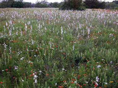 Wildflowers