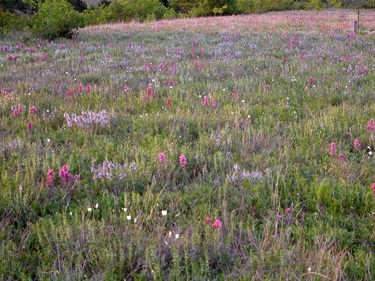 Wildflowers