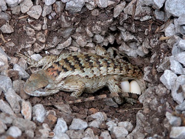 Spiny Lizard