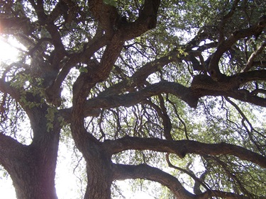 Traders Oak