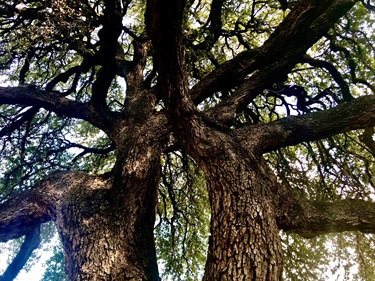 Traders Oak - Photo by Carolyn Hestand Kennedy