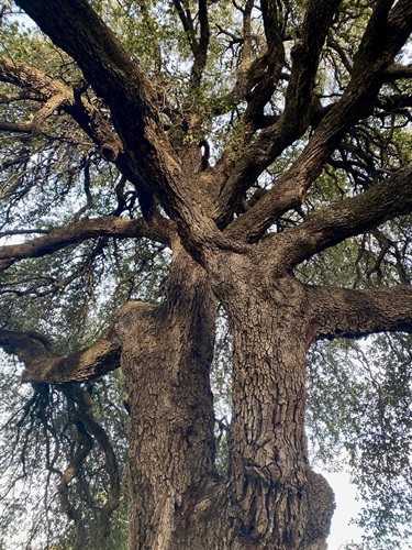 Traders Oak - Photo by Carolyn Hestand Kennedy