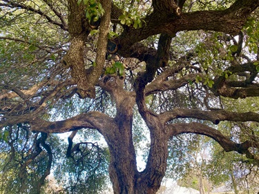 Traders Oak - Photo by Carolyn Hestand Kennedy