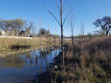 Riparian restoration