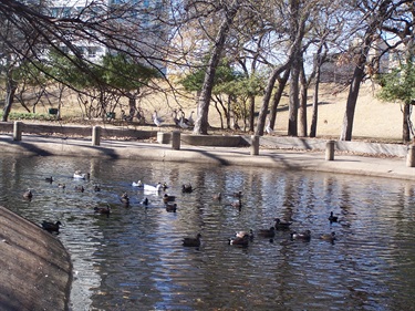 Duck pond