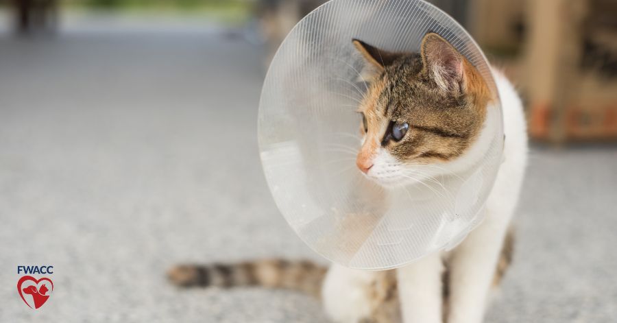 Hot places that neuter cats for free Outlet