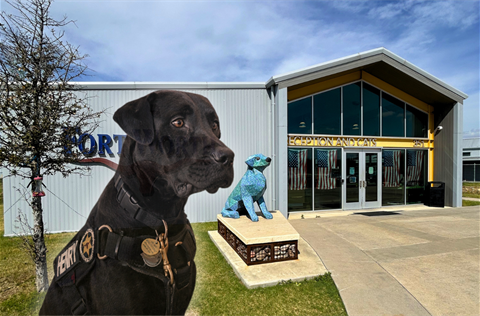 Henrys Adoption Event - City News.png